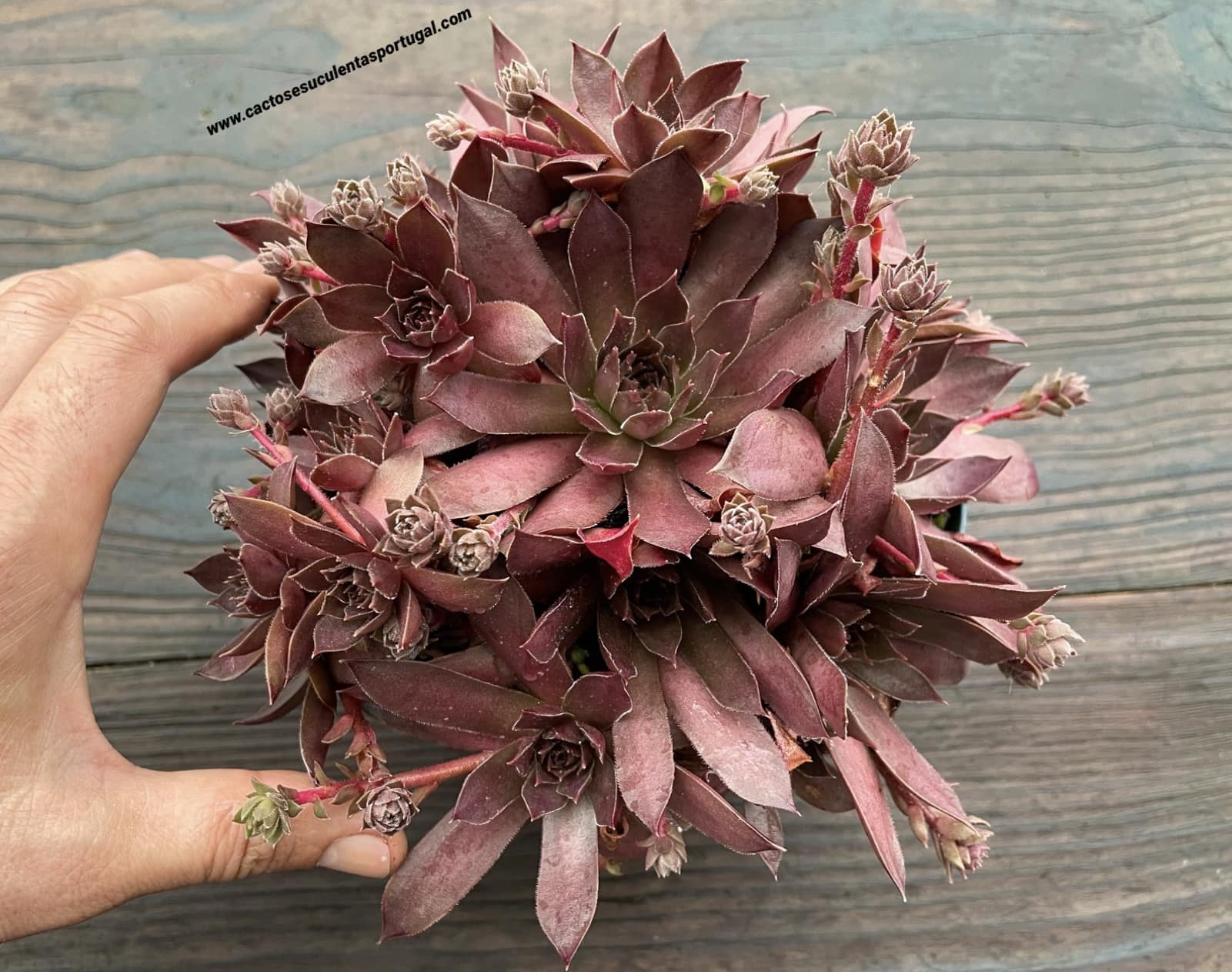 Sempervivum 'Chocolate kiss'