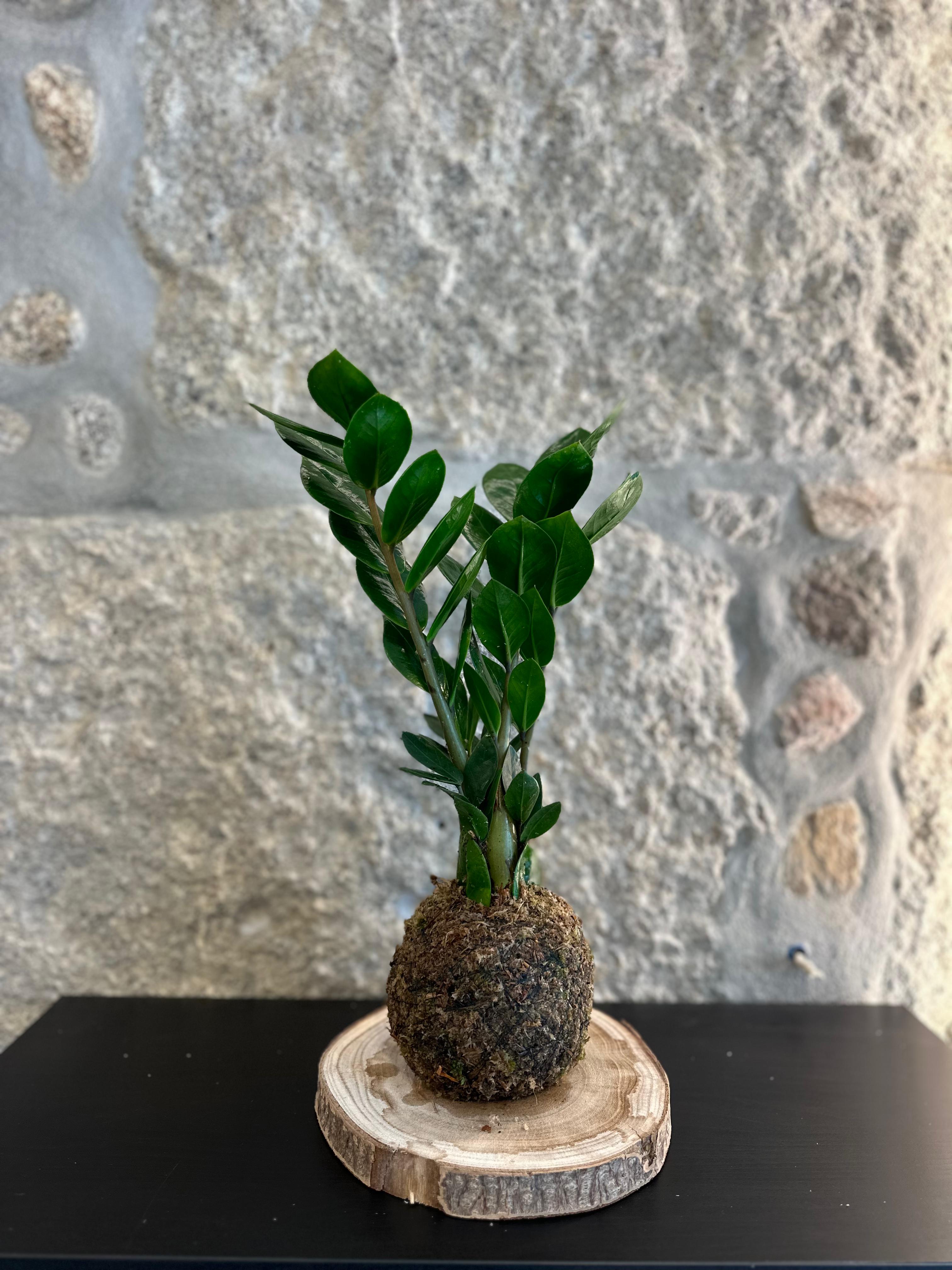 Kokedama - Zamioculca, 40 cm alt.