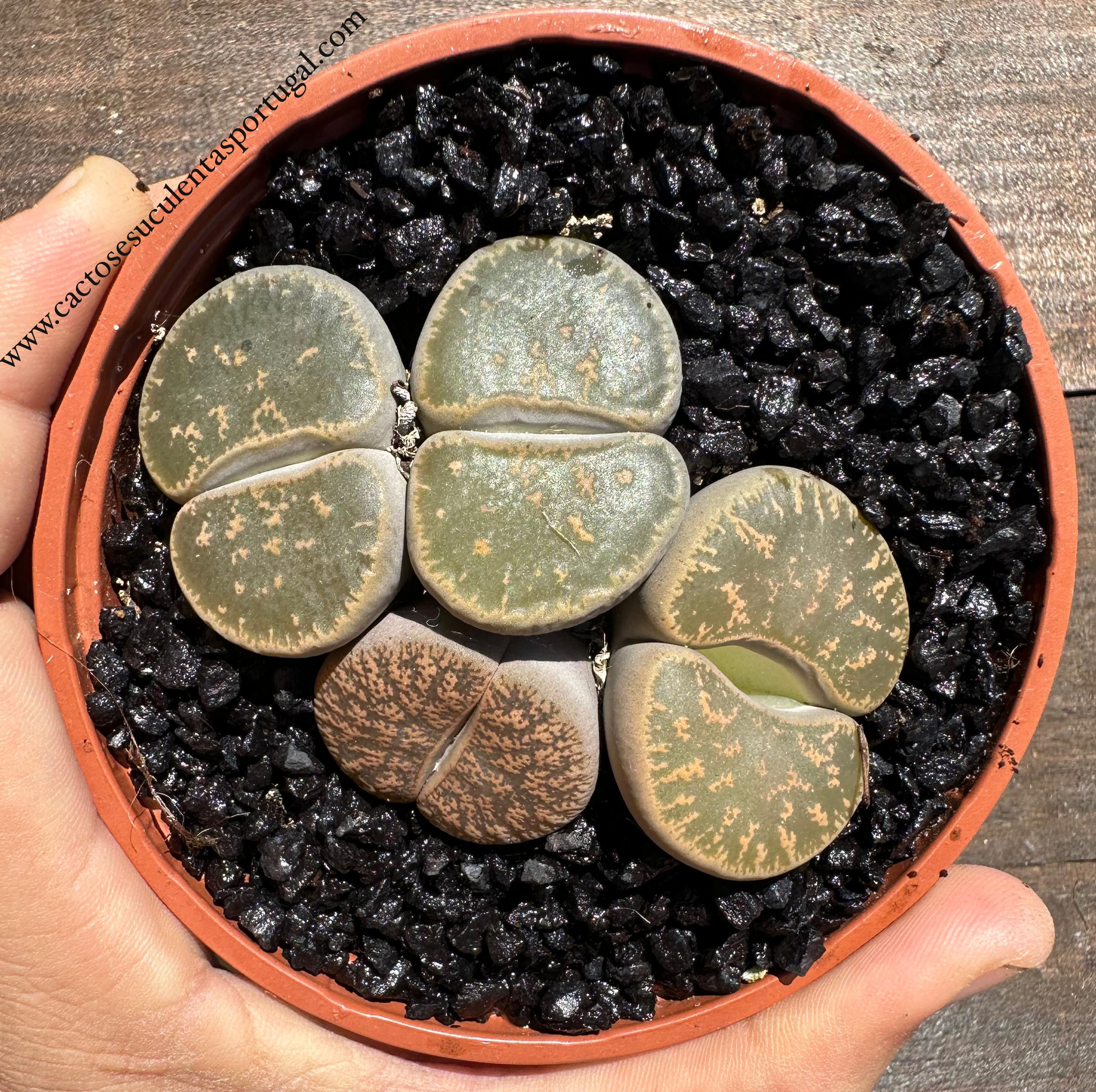 Lithops Charge 1