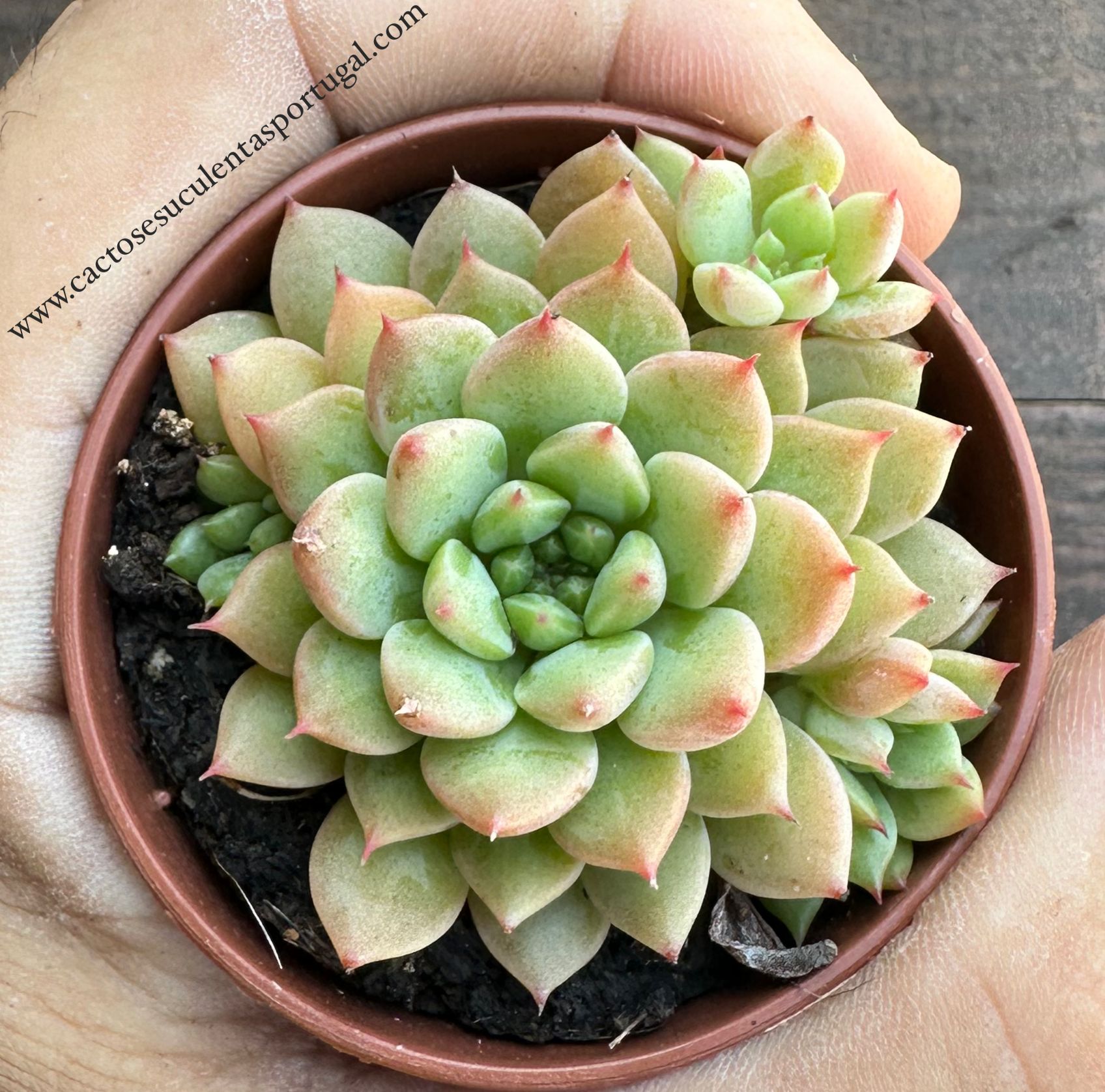 Echeveria Mebina vaso 5,5 
