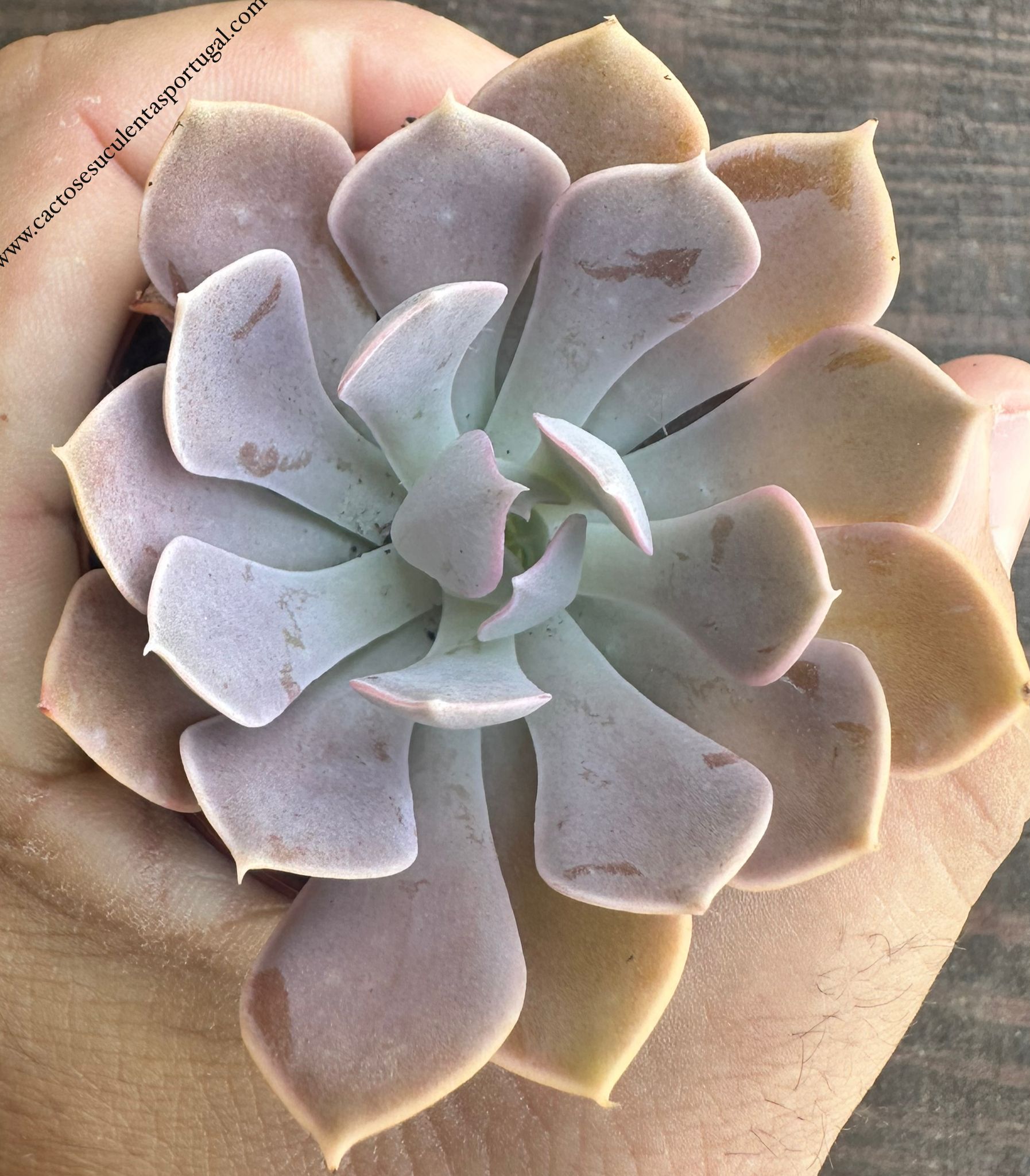 misty lilac succulent Echeveria 