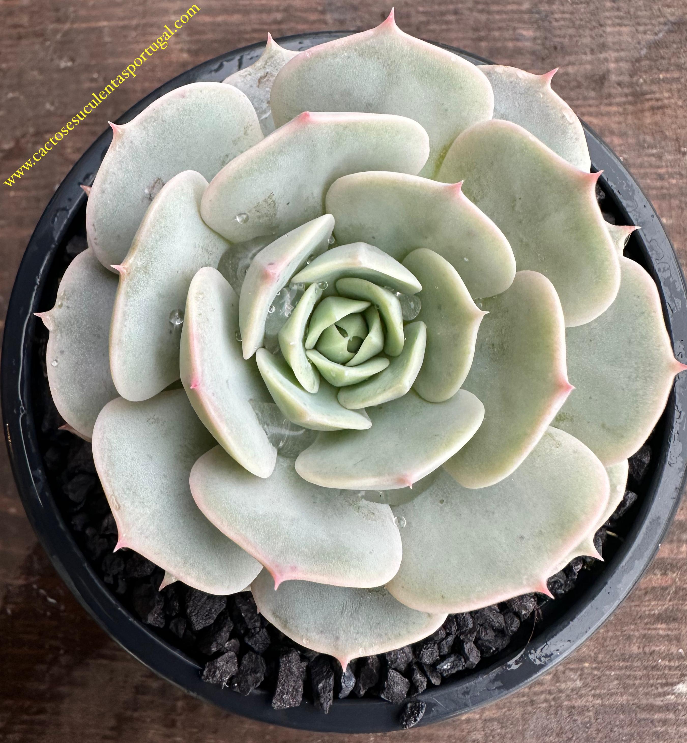Echeveria deresina