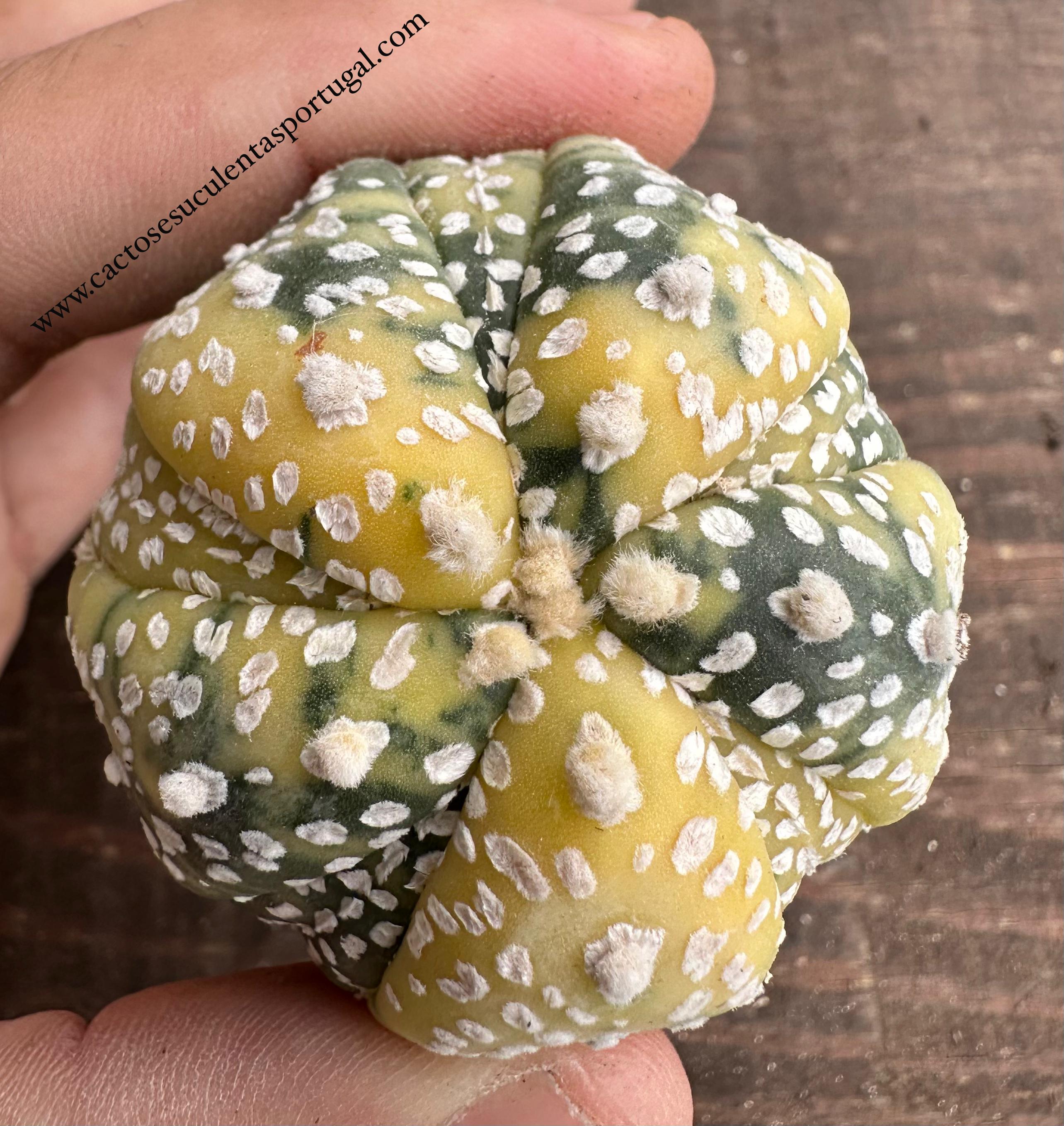 Astrophytum Asterias hybrid cv. Fiveribs f. variegated (Nishiki)