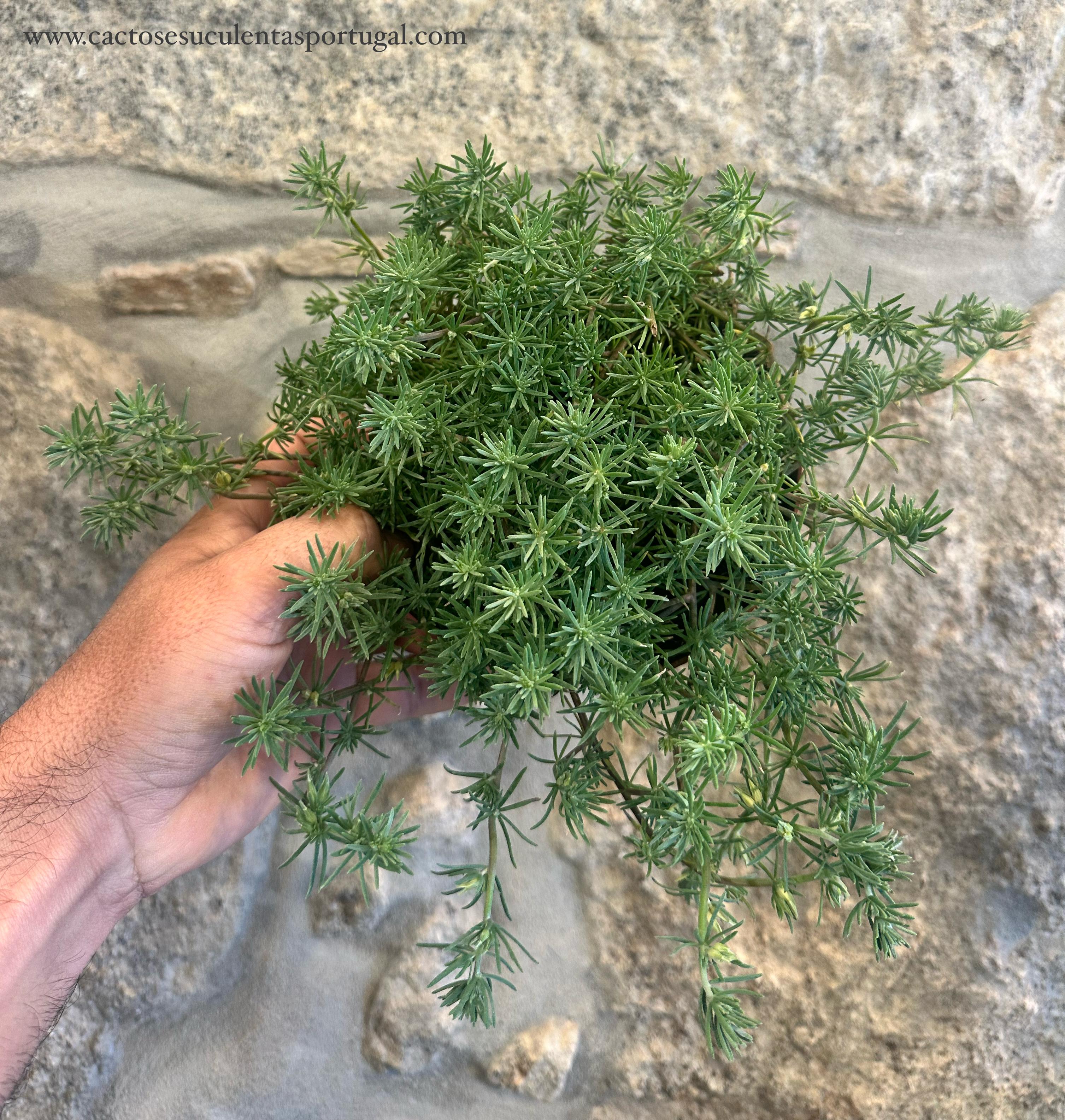 Lothus bertholotii