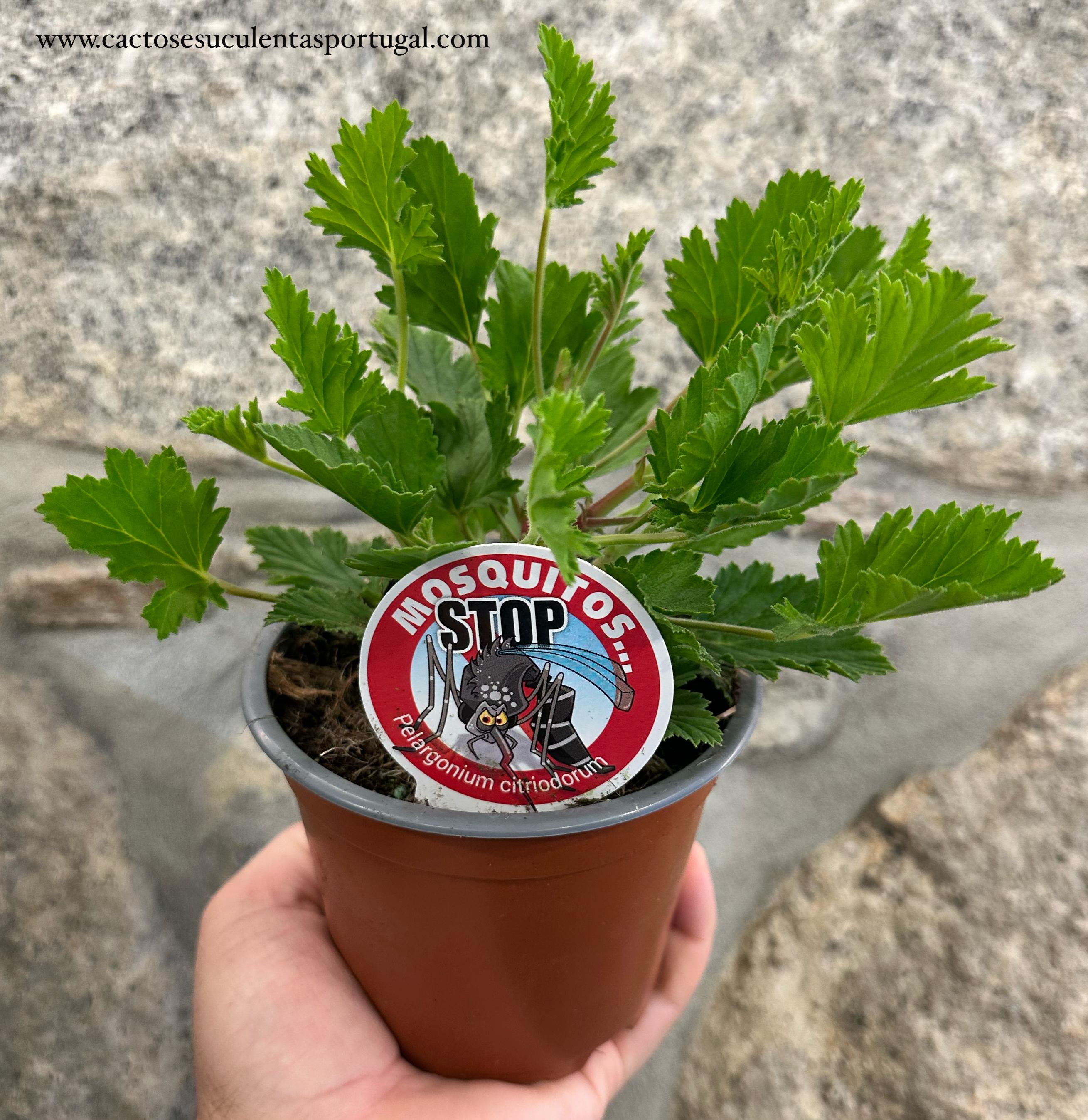 Pelargonium citrodorum - (Anti-mosquitos)