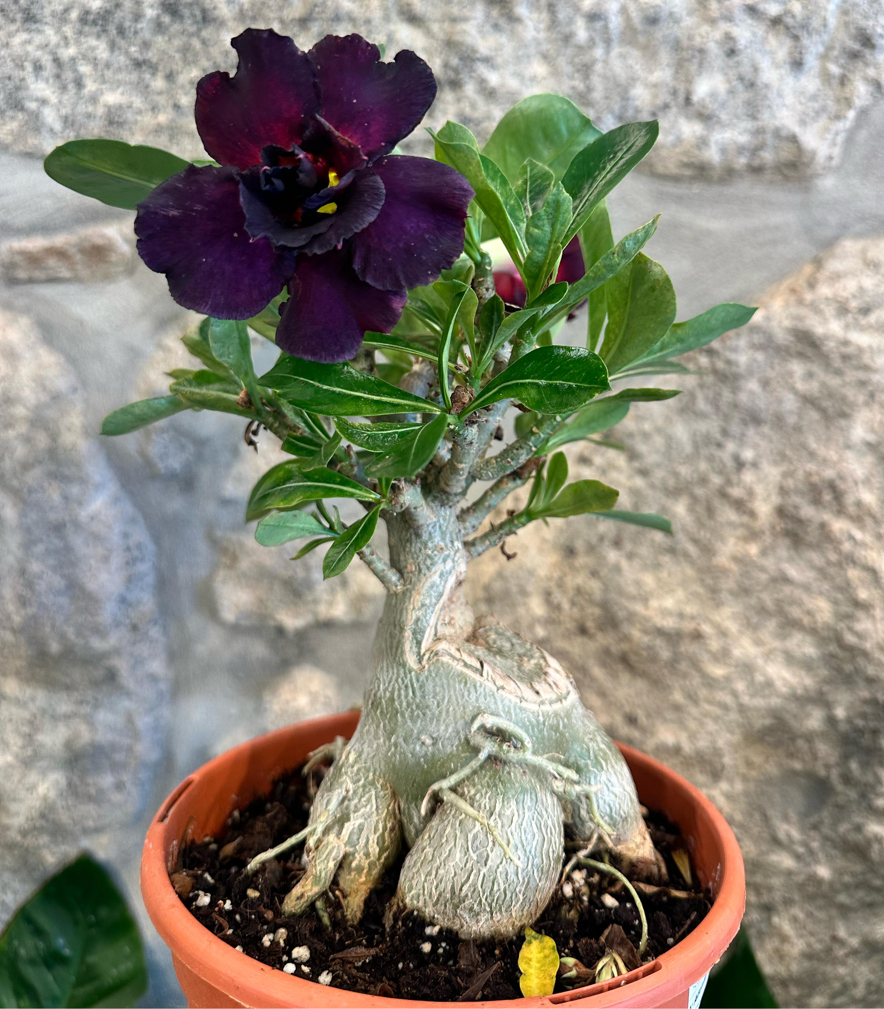 Rosa do Deserto Caudex Dobrada - ÚNICA