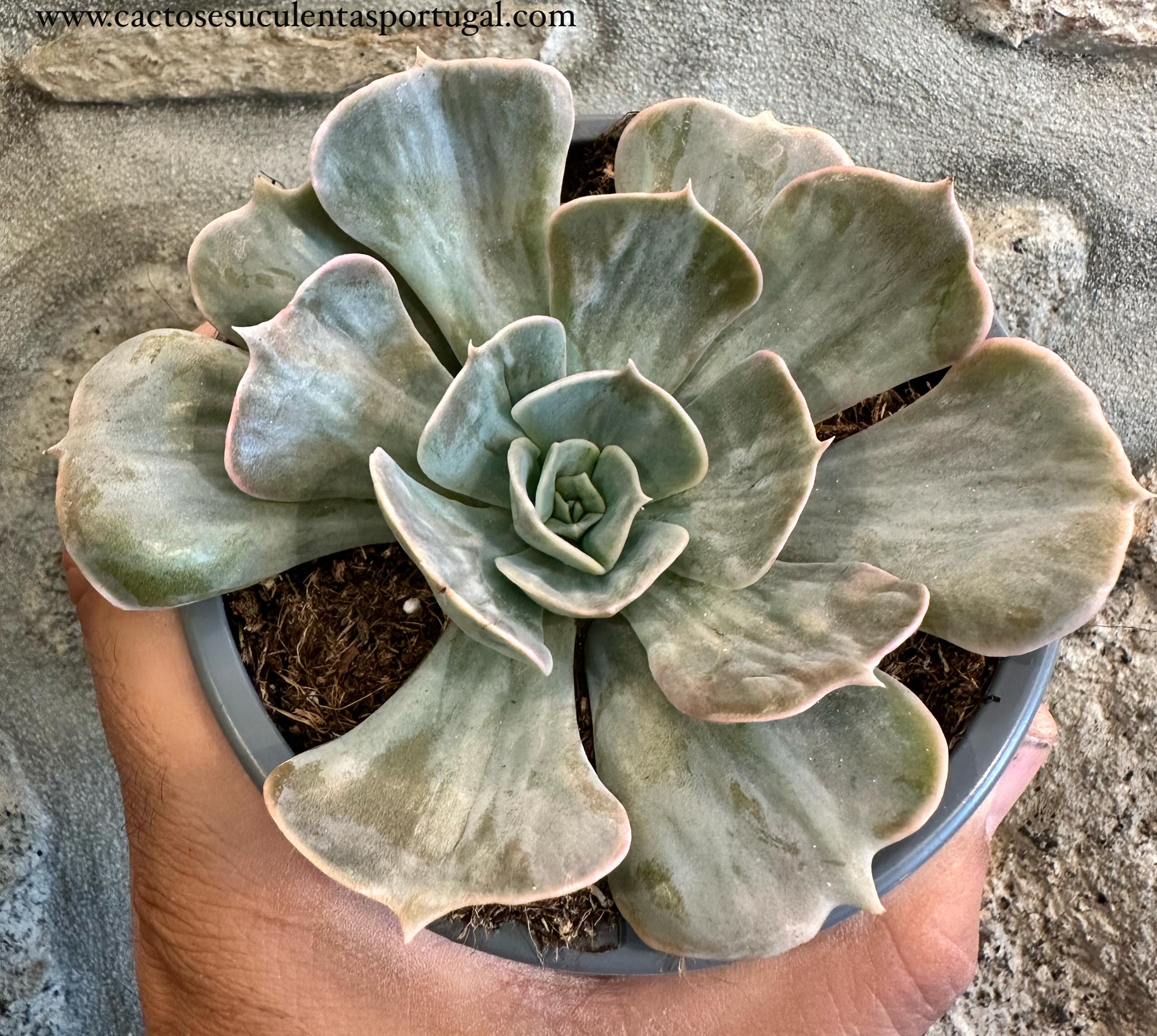 Echeveria Lilacina Marble