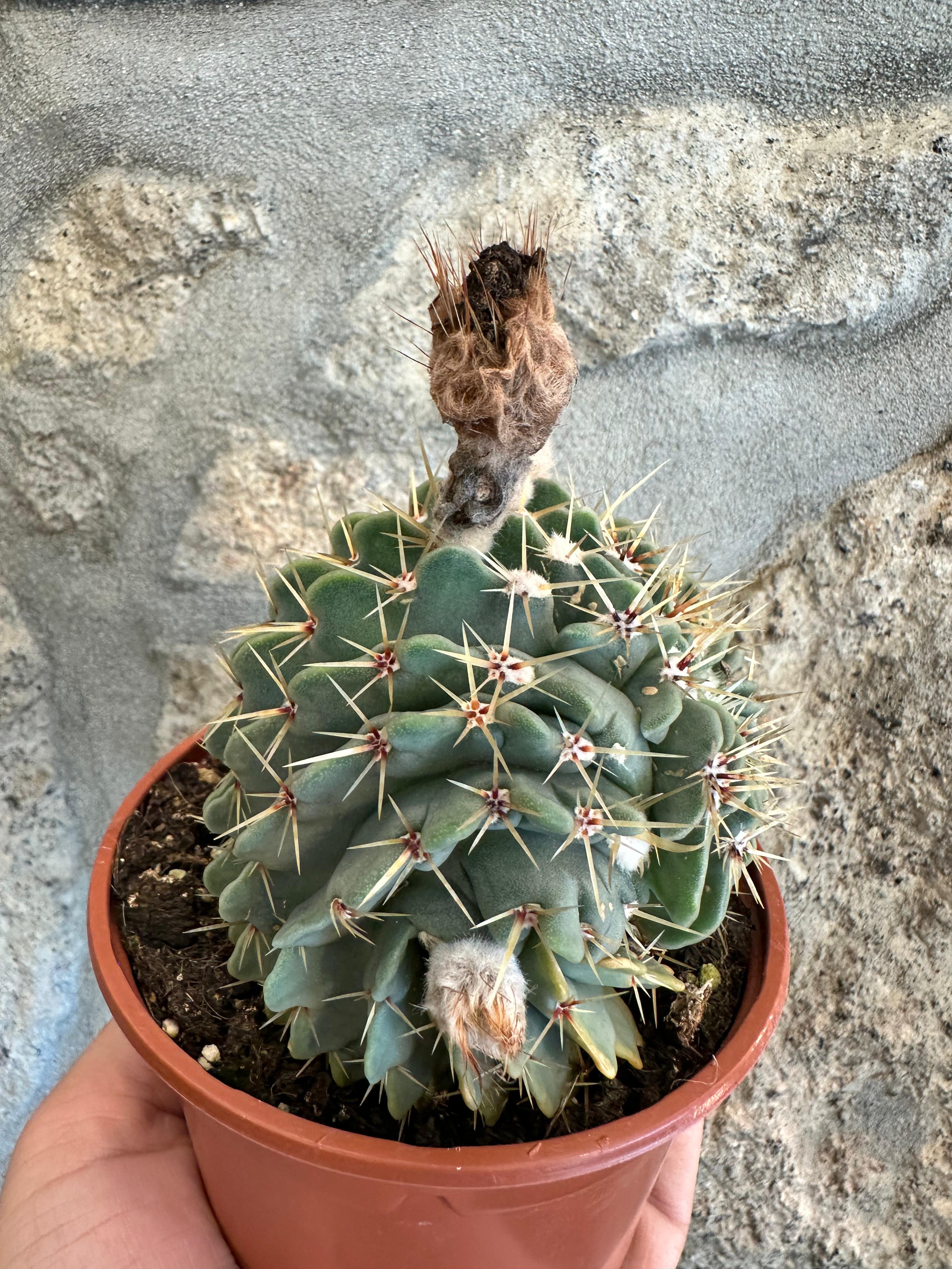 Notocactus buiningii FORMAS - UNICO