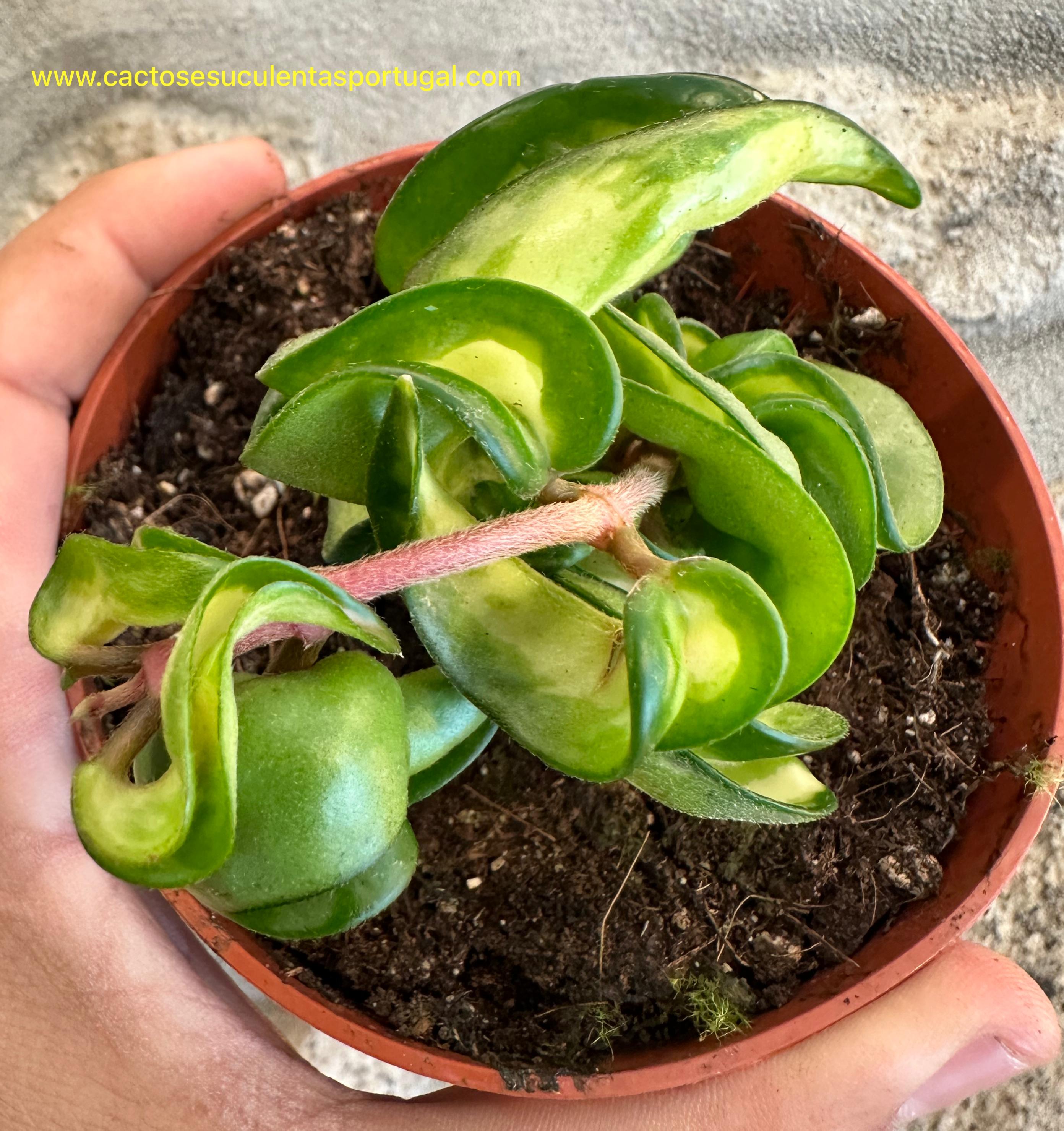 Hoya compacta variegata "mauna loa"