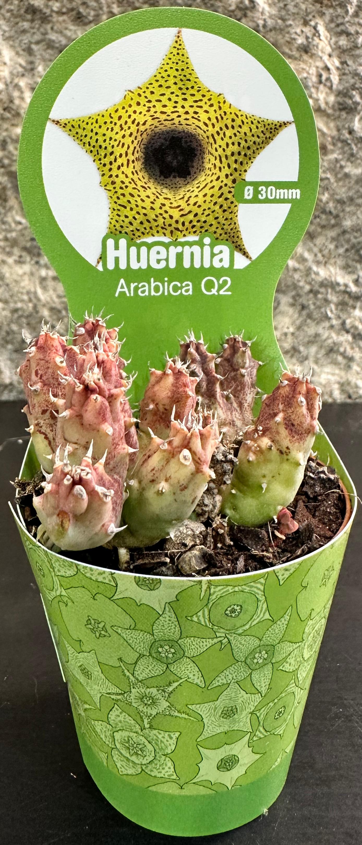 Huernia Arabica