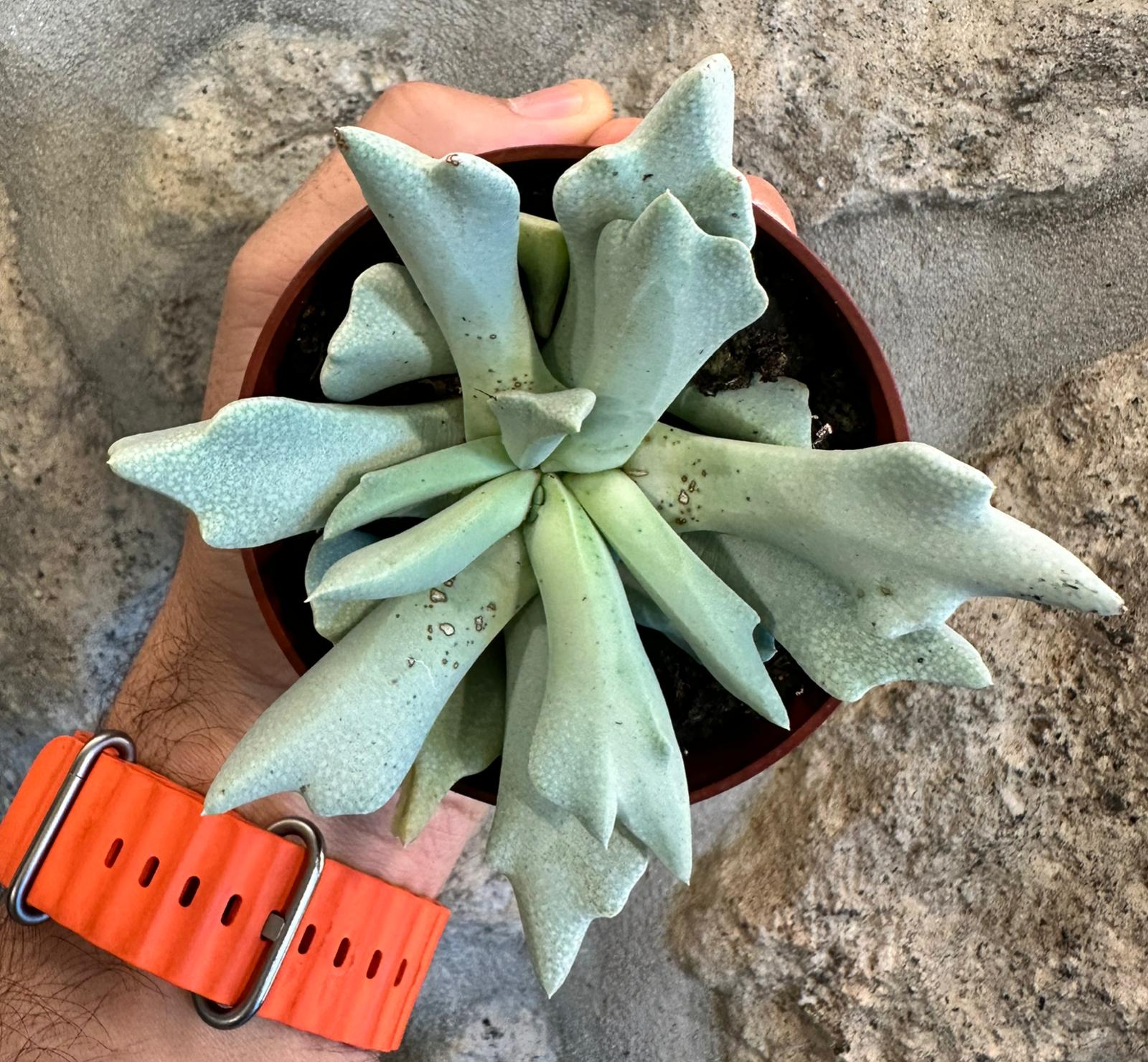 Schwantesia borcherdsii