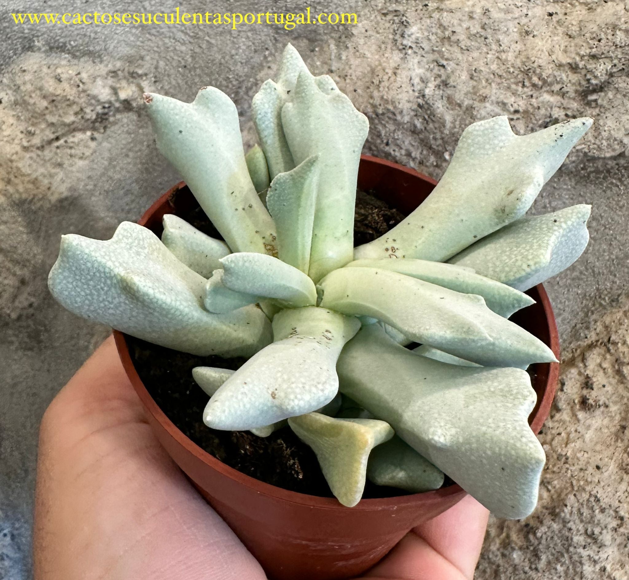 Schwantesia borcherdsii