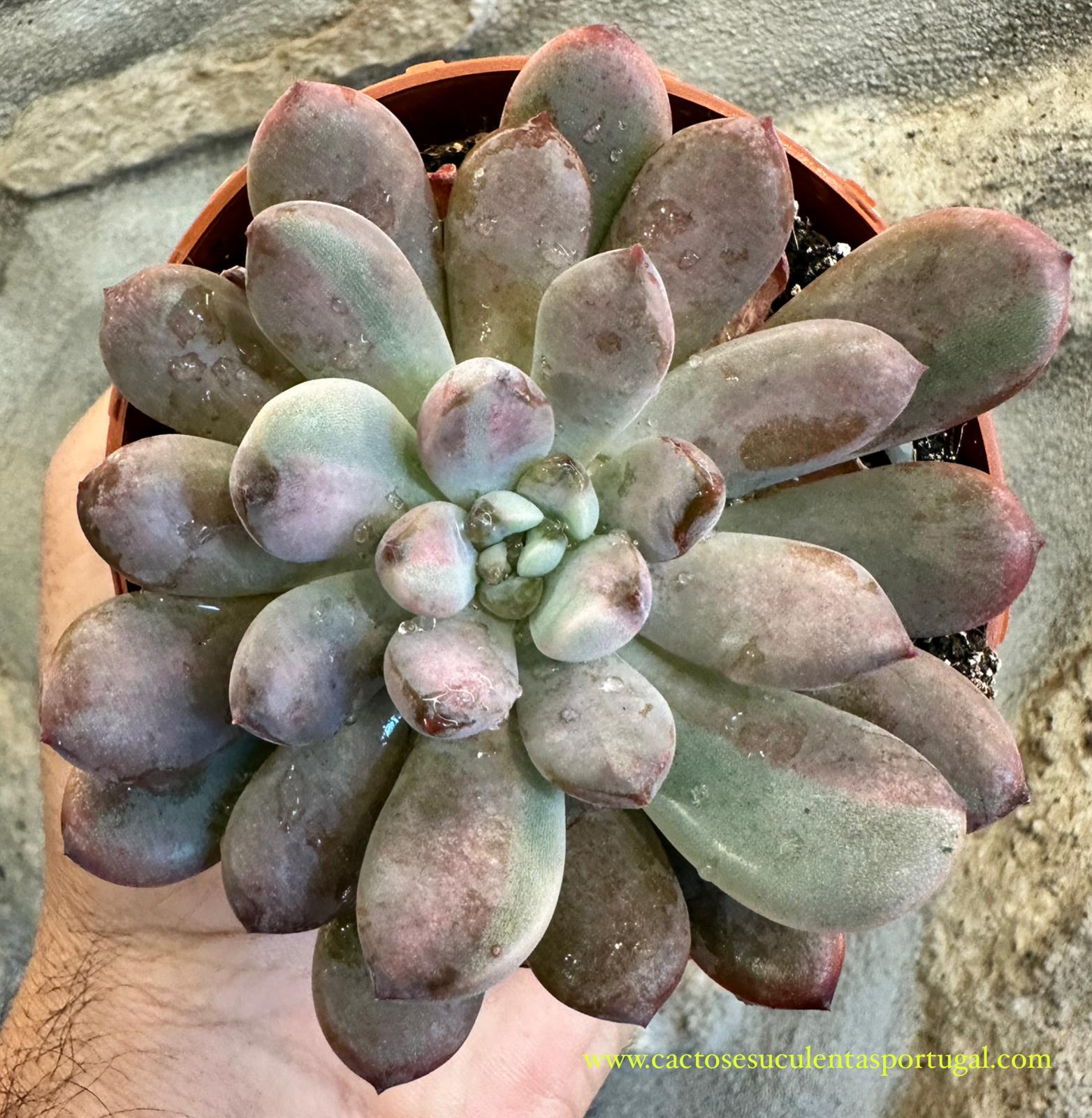 Graptoveria Black Raccoon Variegata