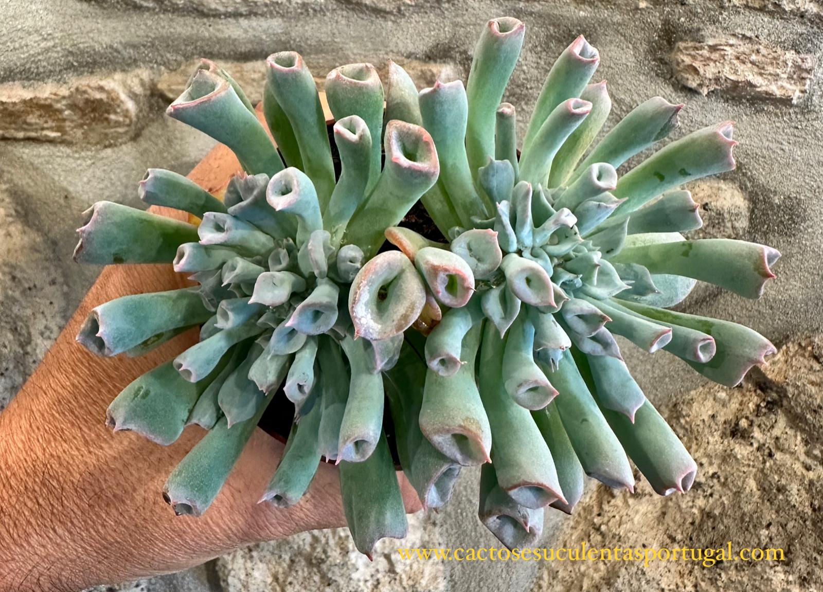 Echeveria Pig nose
