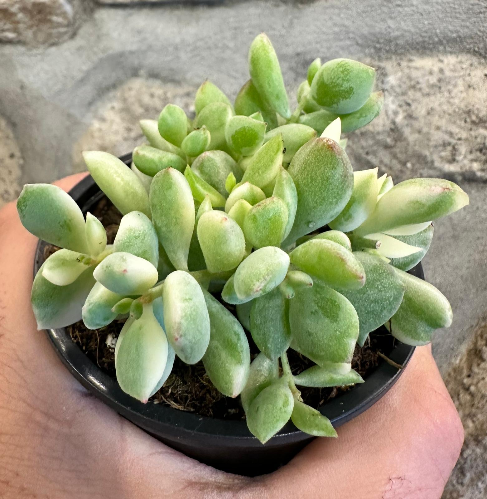 Cotyledon Pendens Variegata