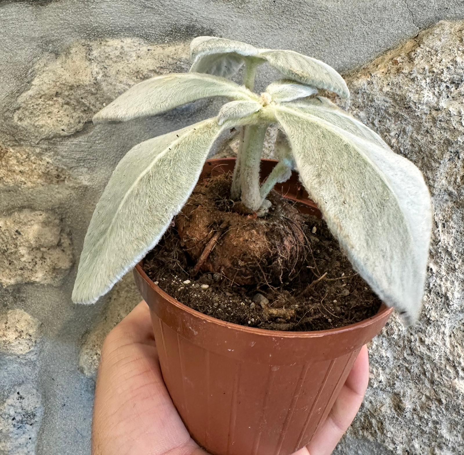 Sinningia leucotricha