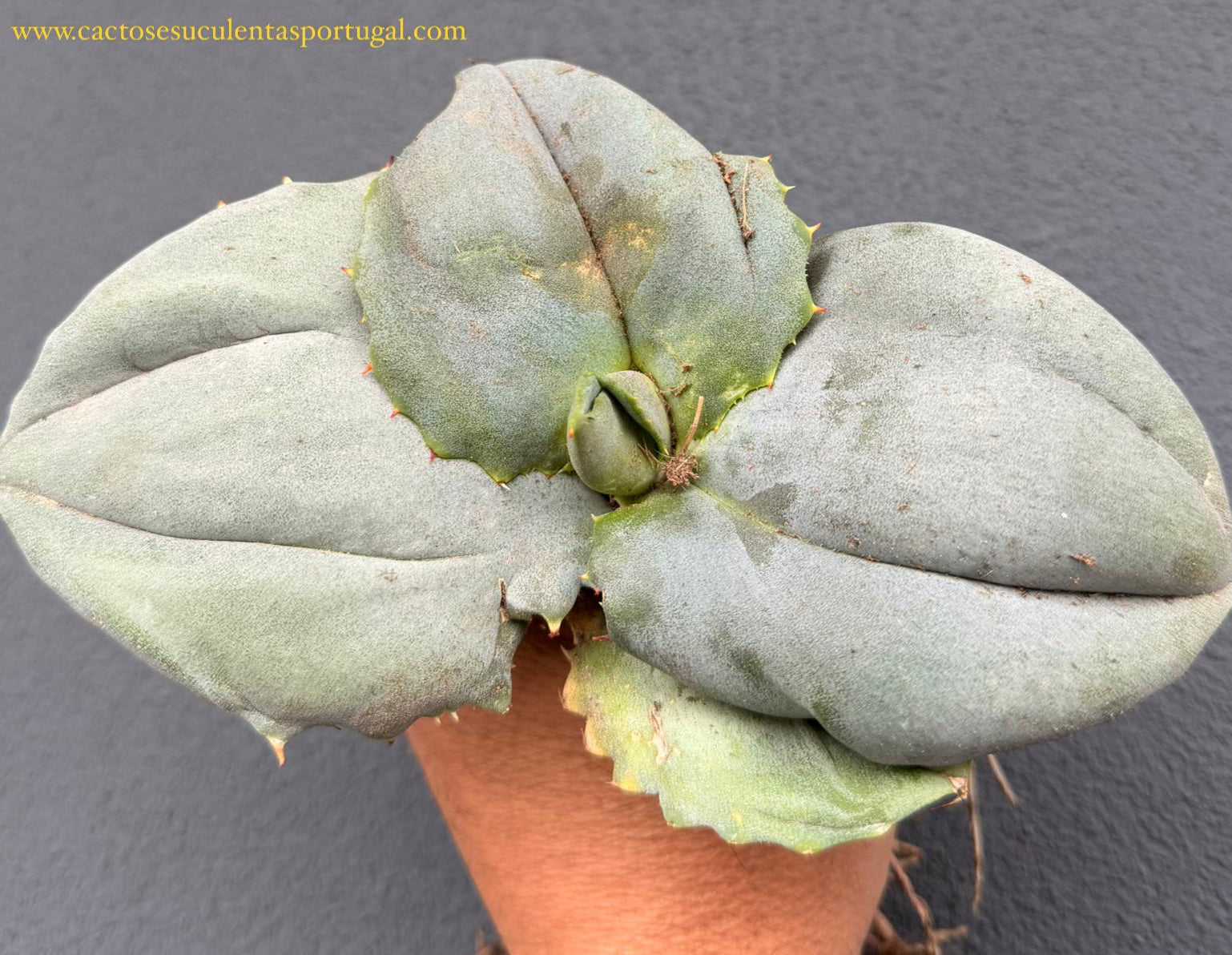 Agave marmorata cv. Papilio Platanioïdes