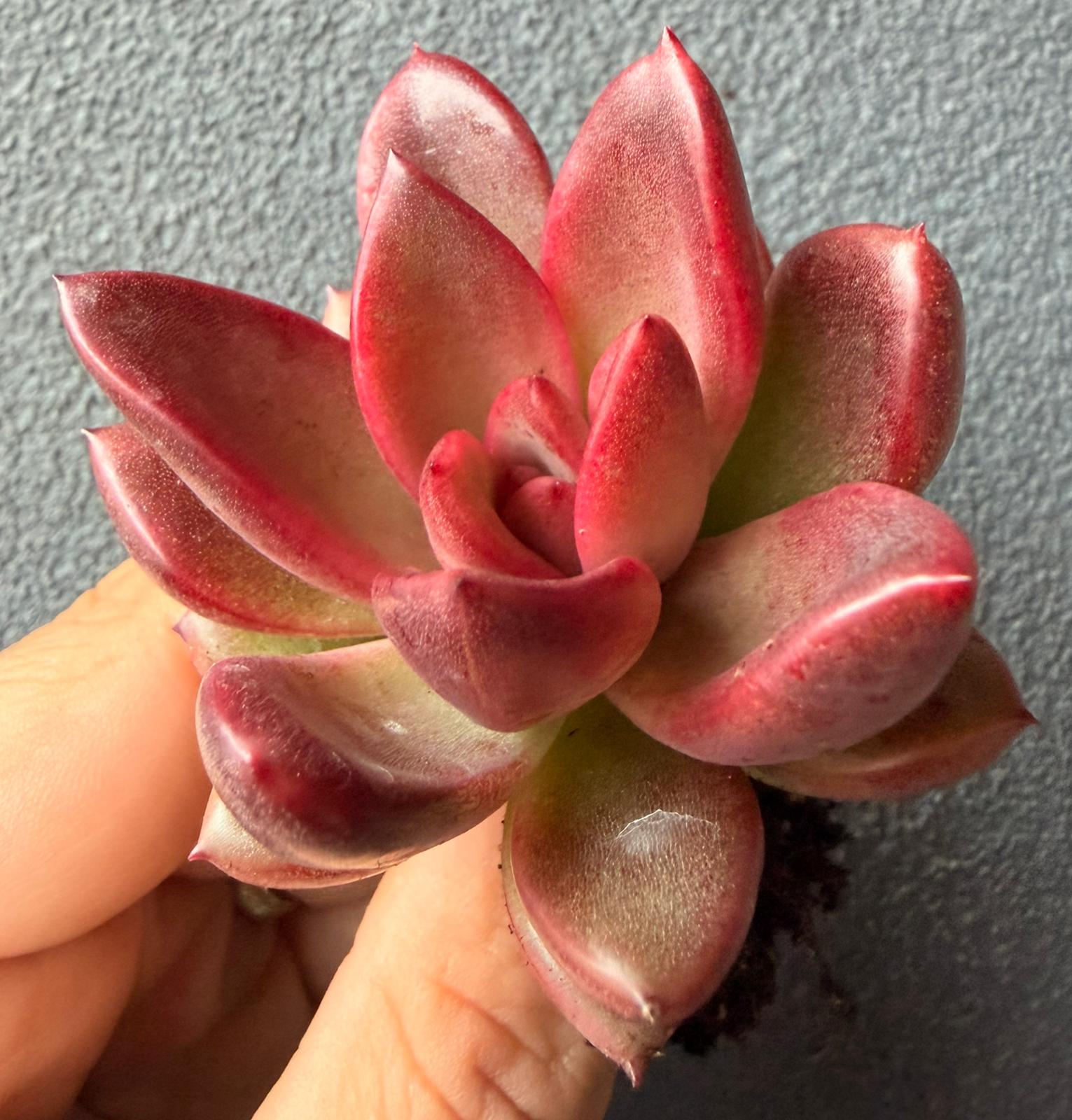 Echeveria Profusion Rose