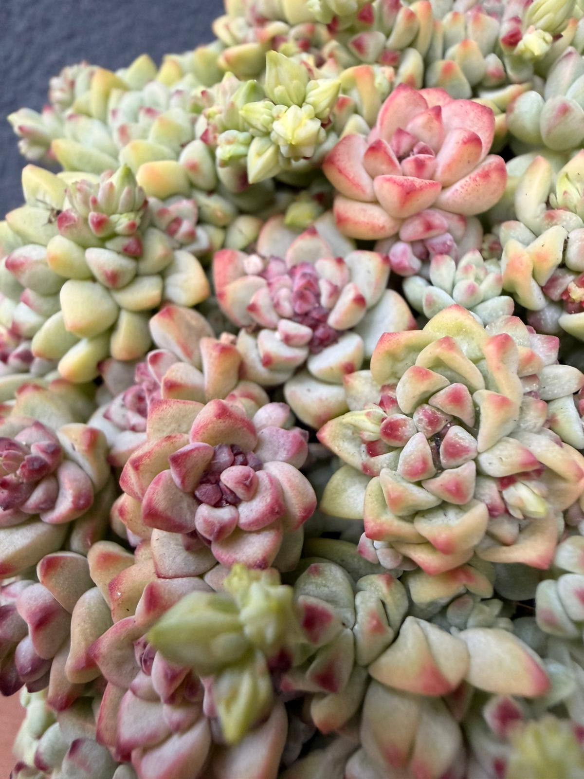 Echeveria Caramel Spirit