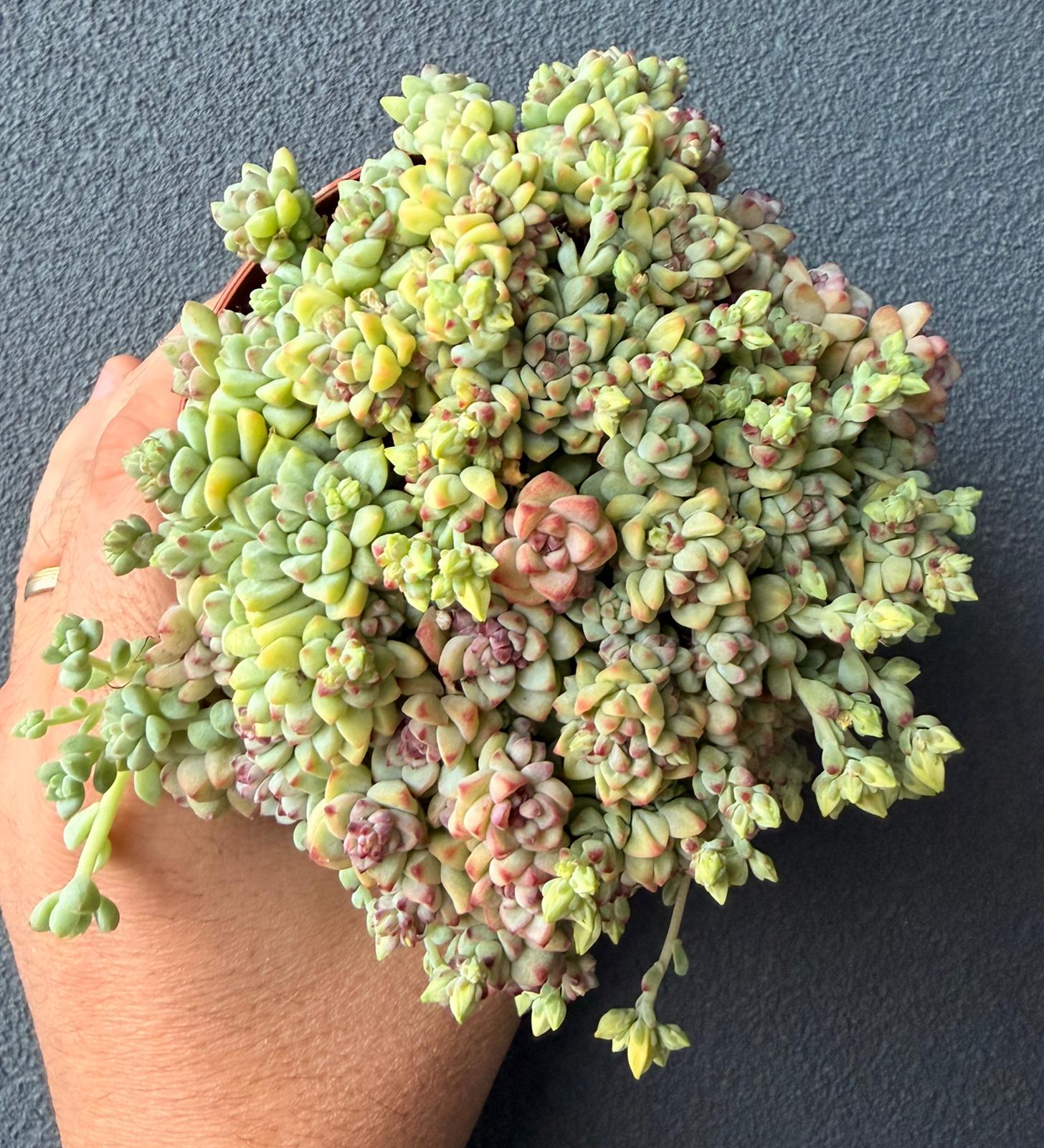 Echeveria Caramel Spirit