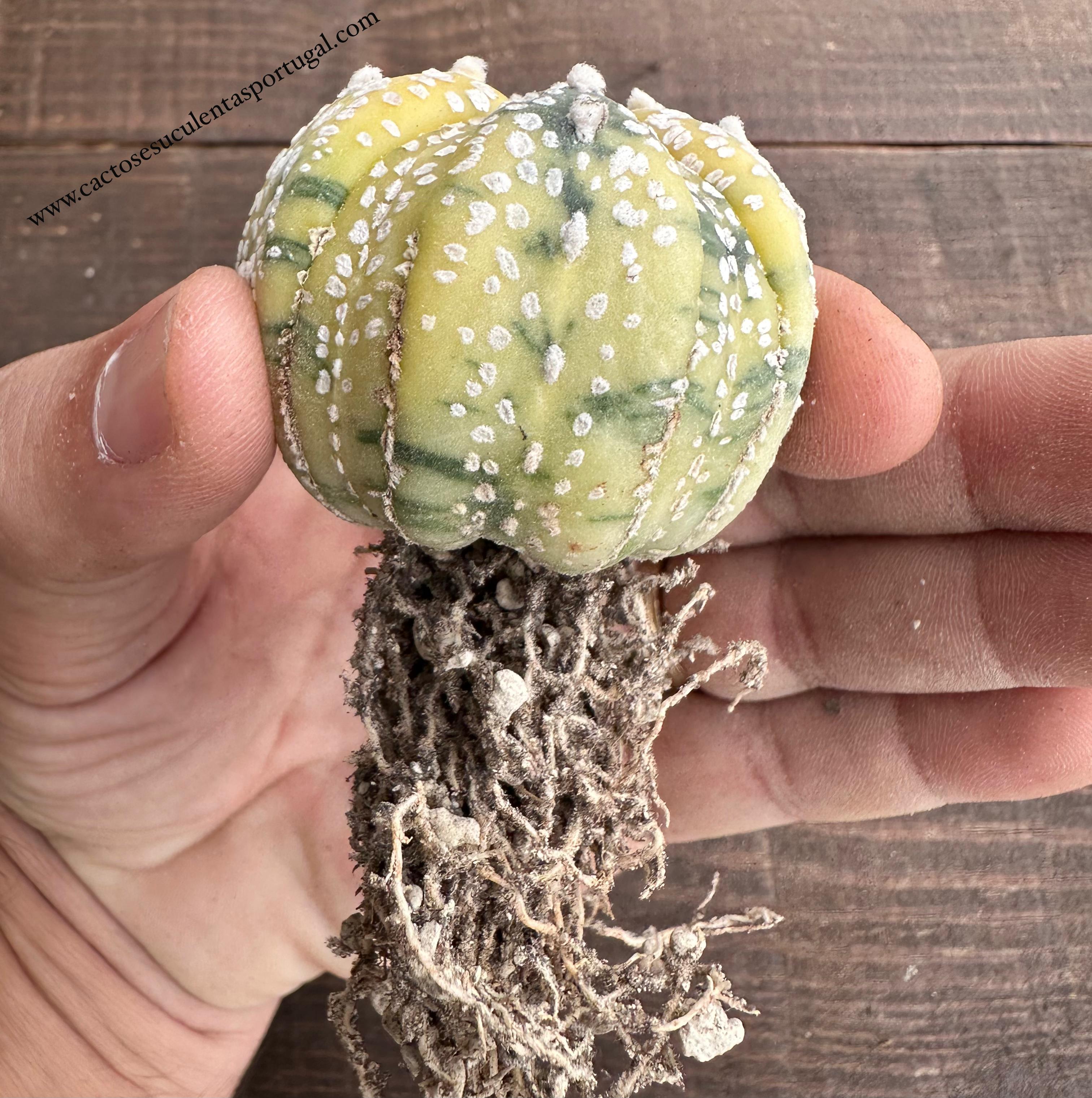 Astrophytum Asterias hybrid cv. Fiveribs f. variegated (Nishiki)