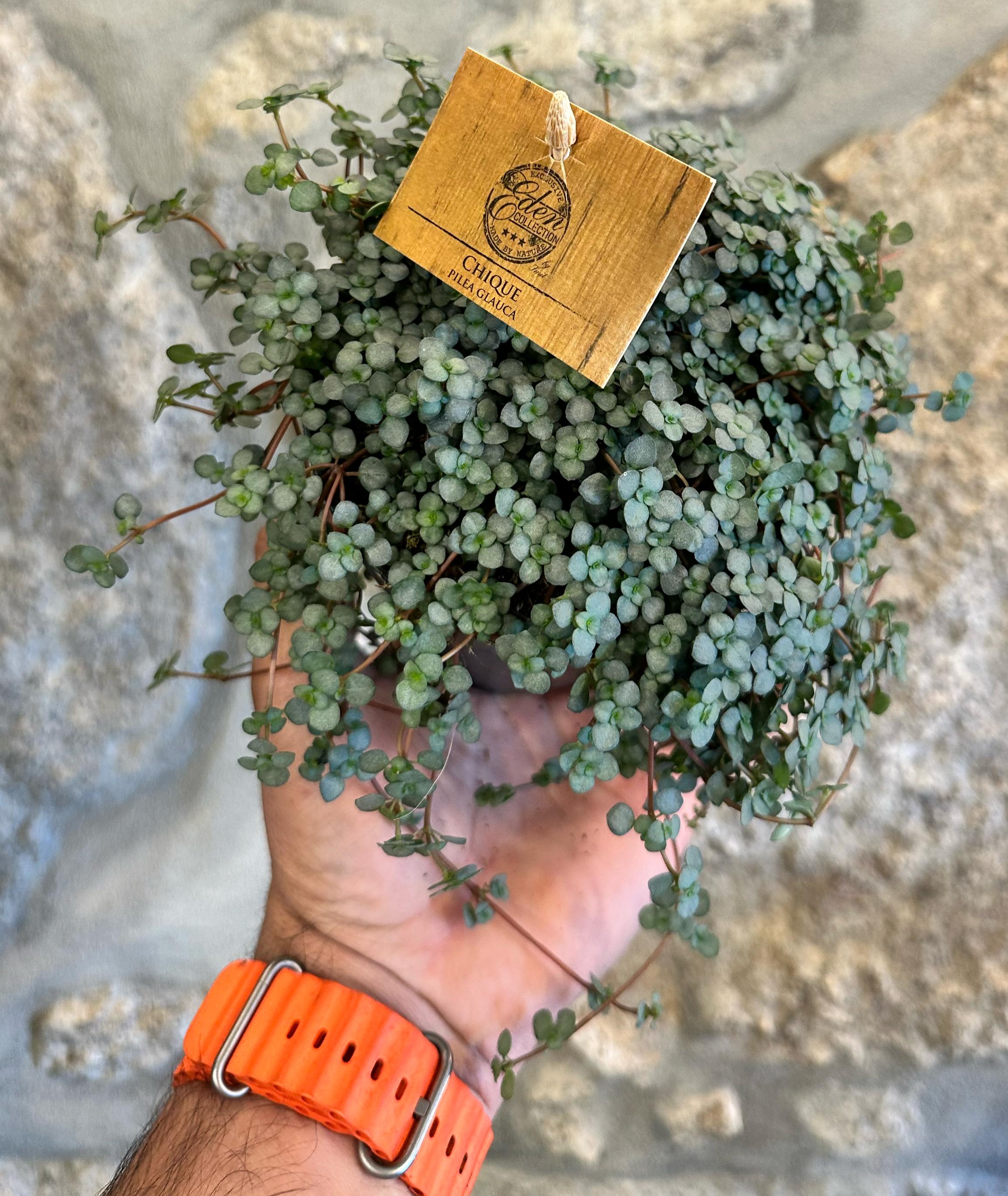 Pilea Glauca