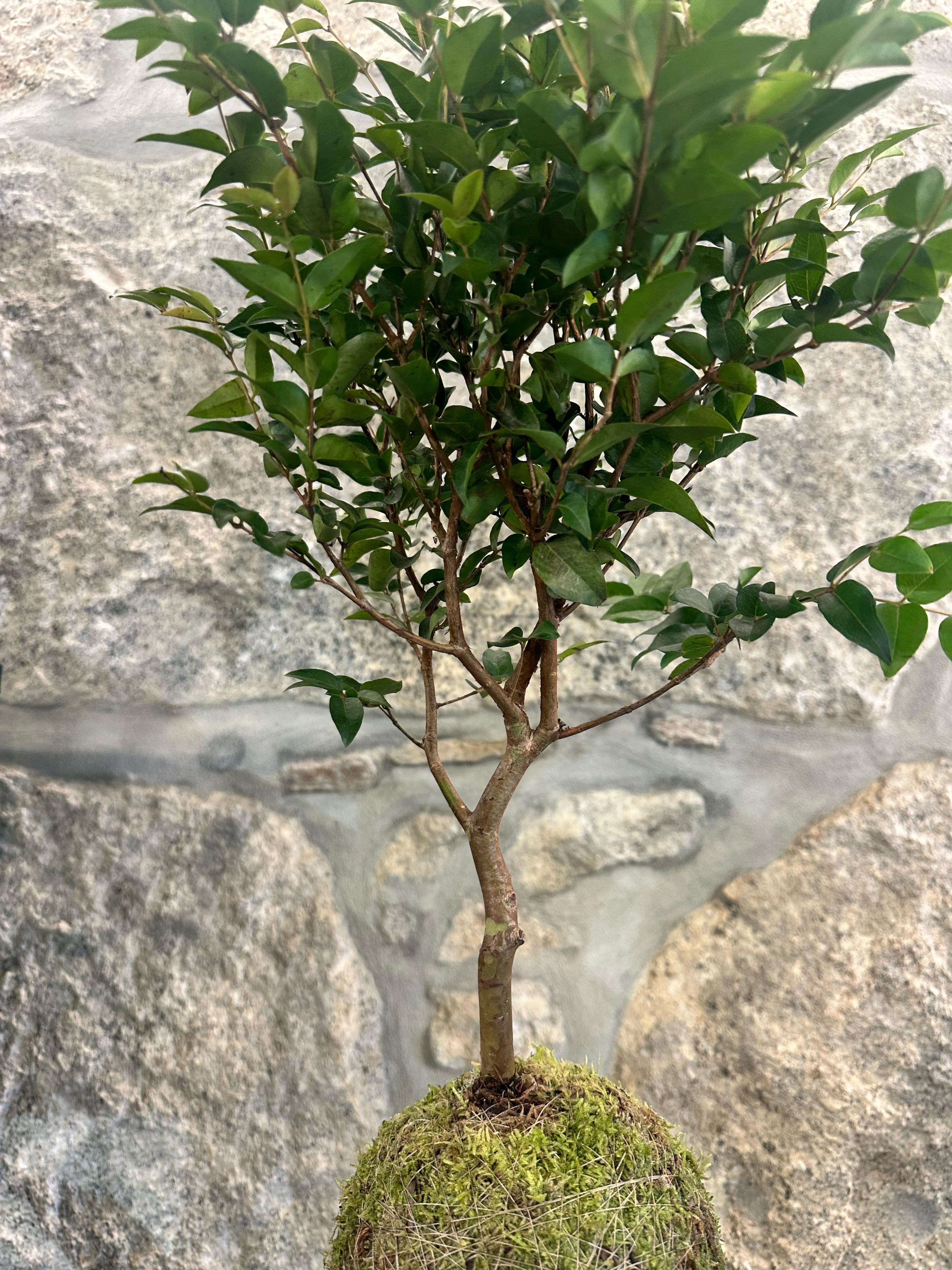 KOKEDAMA - Jabuticaba Sabará - (Myrciaria jaboticaba (Vell.) O. Berg)