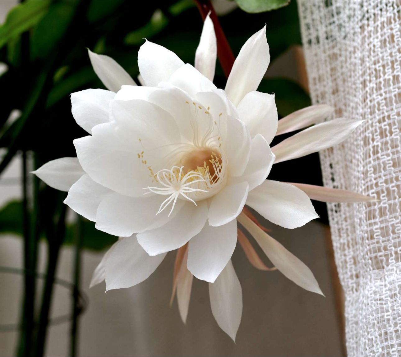 Epiphyllum oxypetalum - Dama da noite