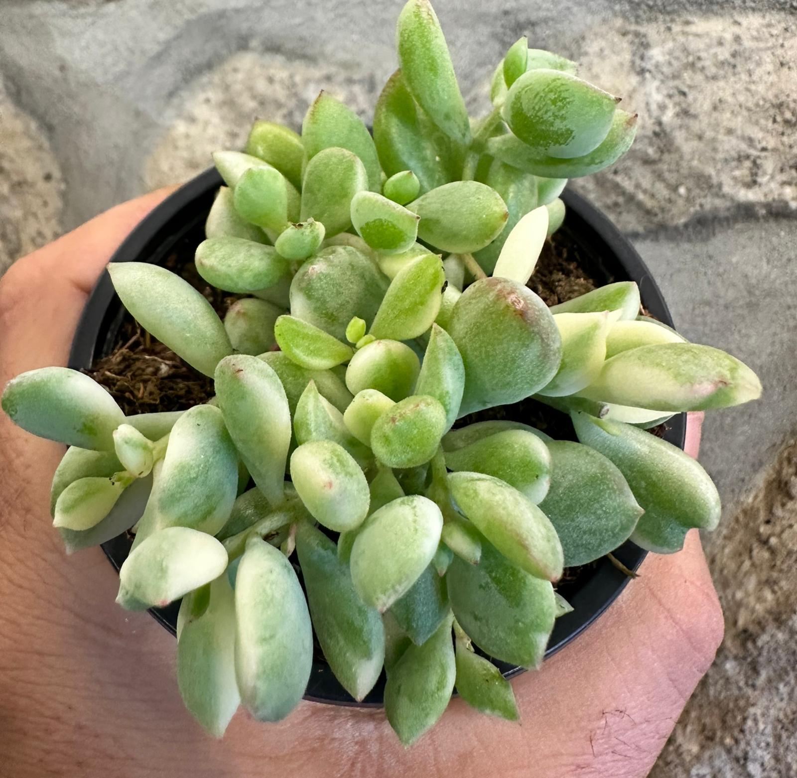 Cotyledon Pendens Variegata