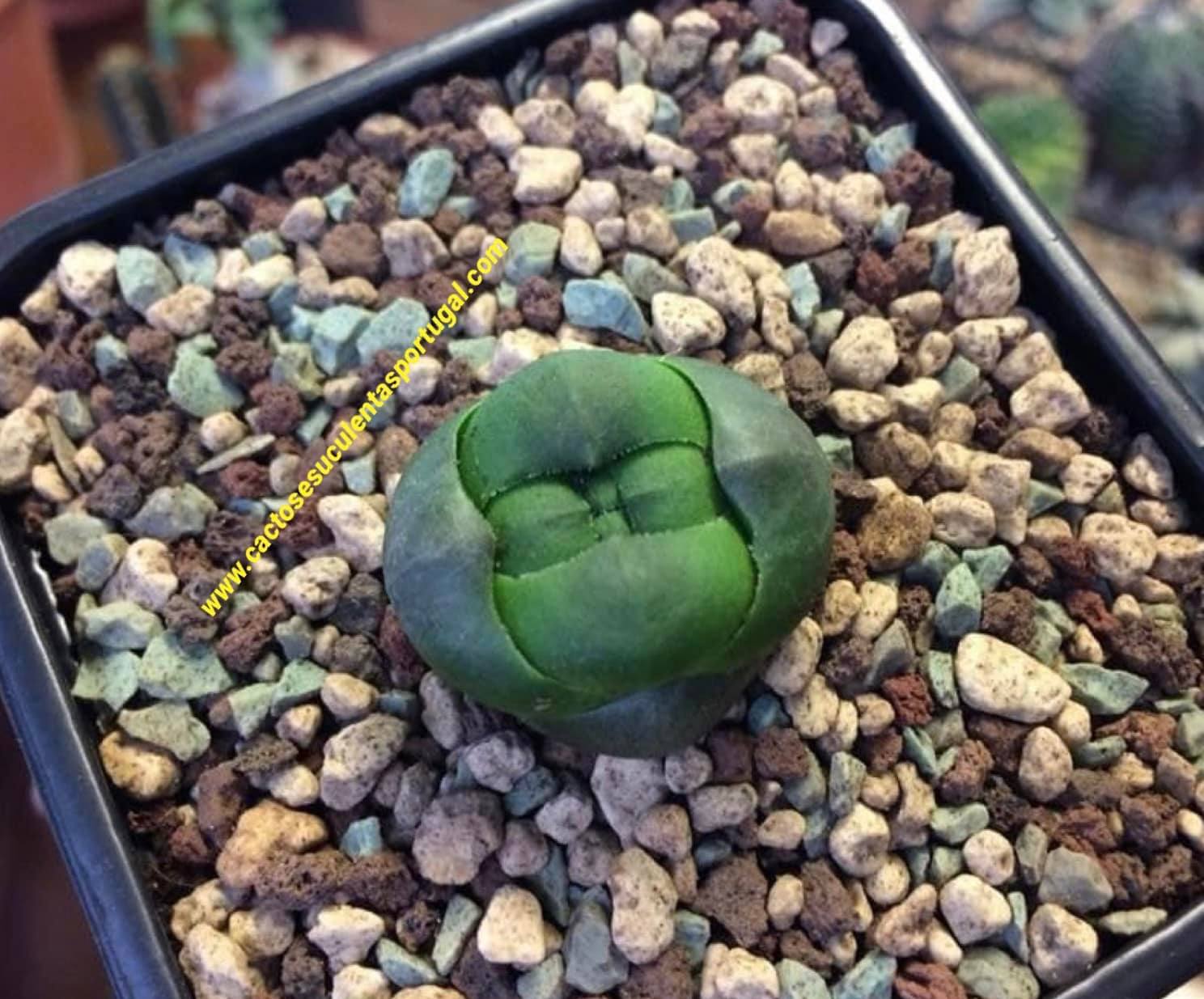 Crassula columnaris ssp. prolifera