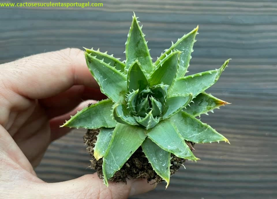 Aloe polyphylla