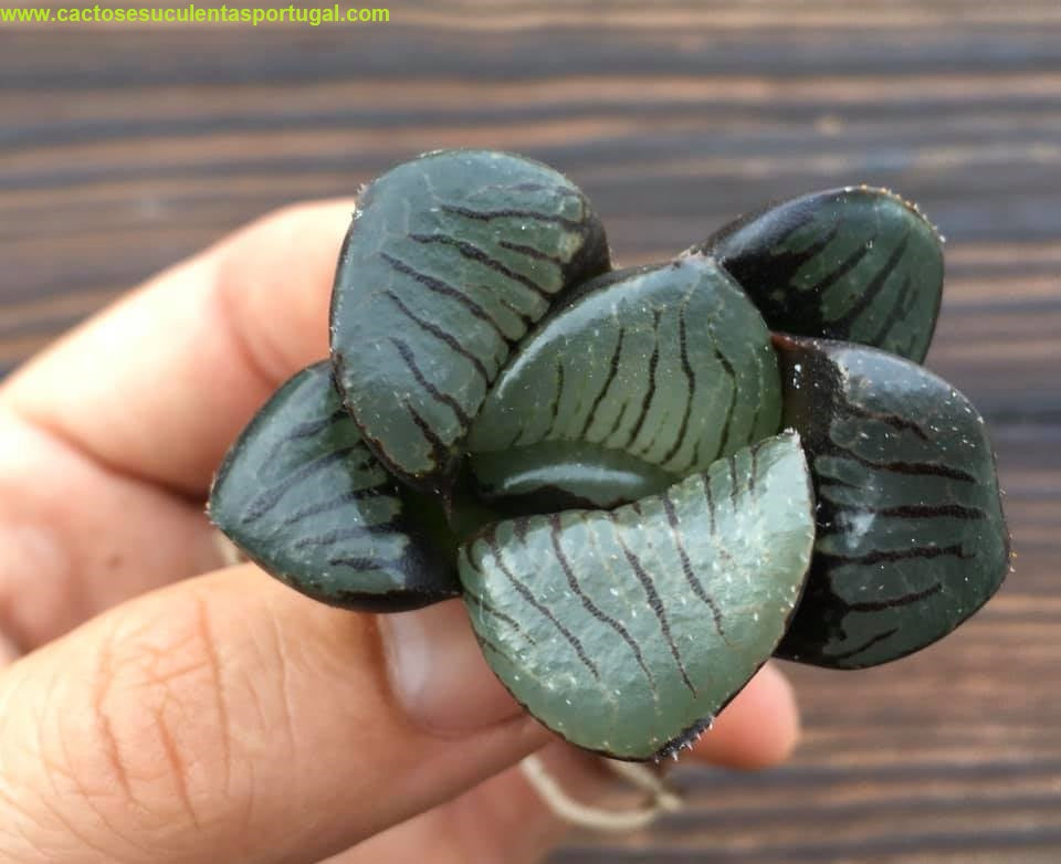 Haworthia springbokvlakensis ′′ bola de cristal ′′