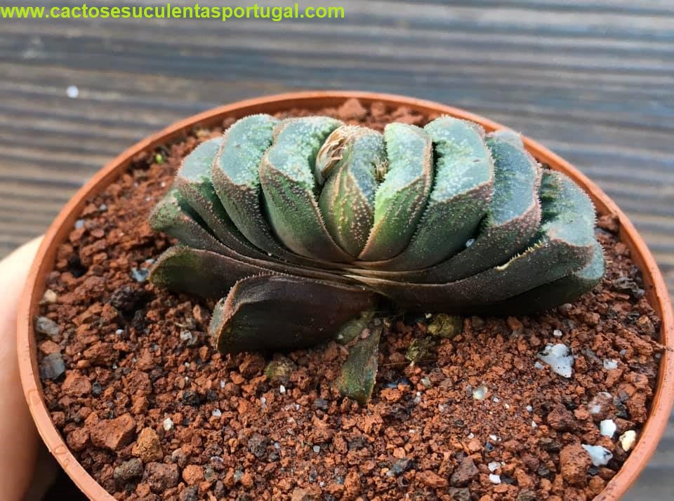 Haworthia Truncata Hybrid