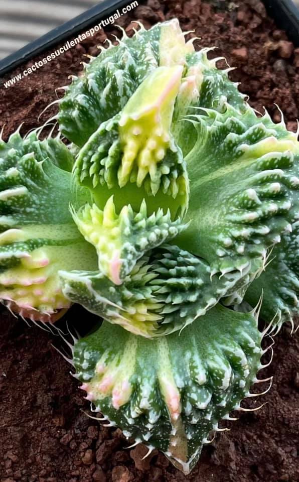 Faucaria tuberculosa f. monstruosa variegata
