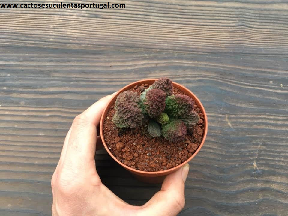 Adromischus marianiae herrei „Rote Koralle“