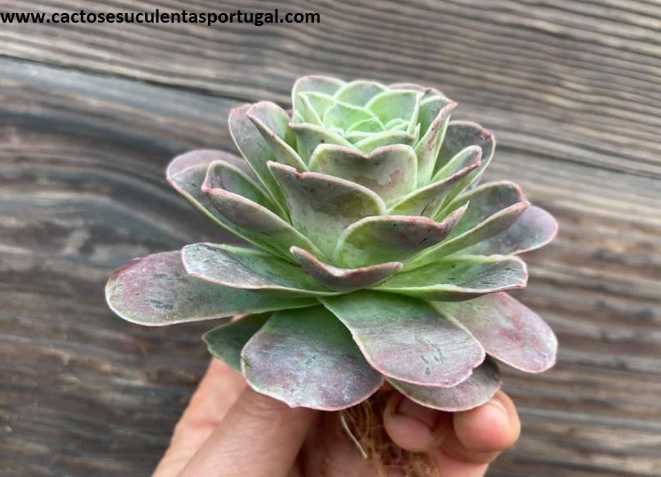 Aeonium ex. Greenovia (híbrida 2018)