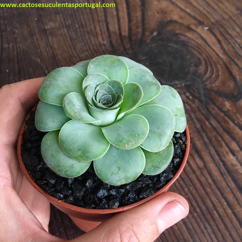 Aeonium diplocyclum