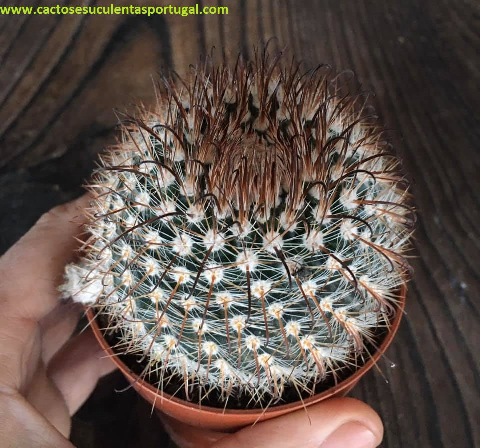 Parodia Aureispina