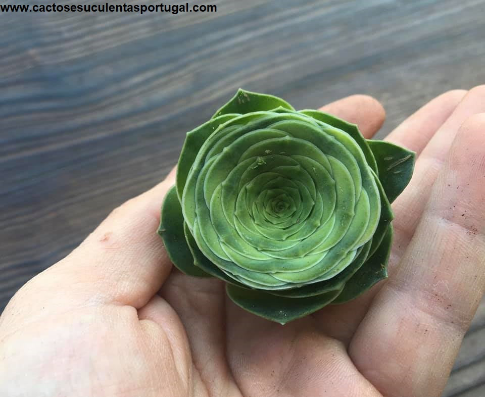 Aeonium Diplocycla Gomera 'Green Rose Succulent'