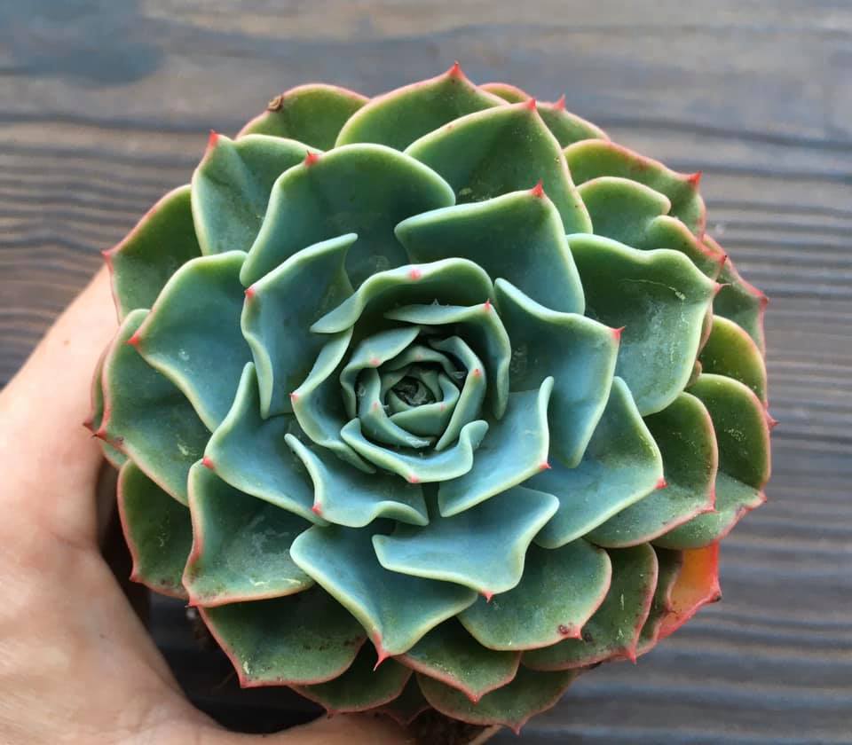 galaxy blue succulent Echeveria "Galaxy Blue"