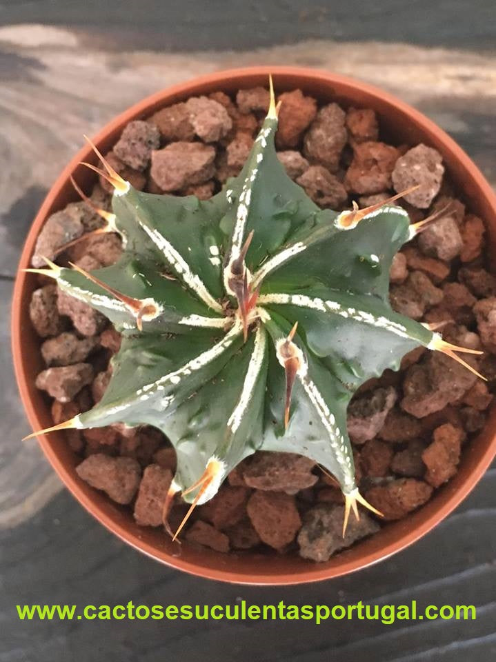 Astrophytum ornatum fukuryu hannya