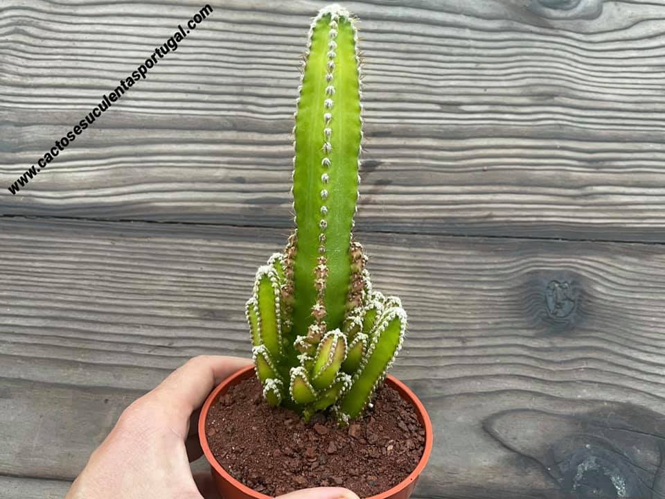 Acanthocereus tetragonus 'Fairy Castle' 10