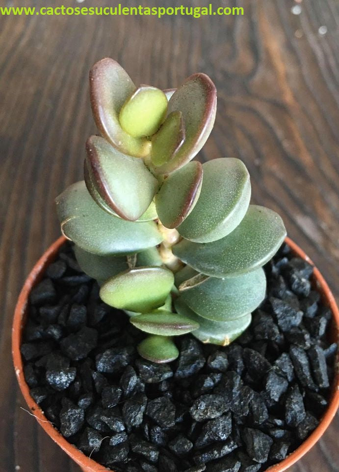 Adromischus Subdistichus Vondeling