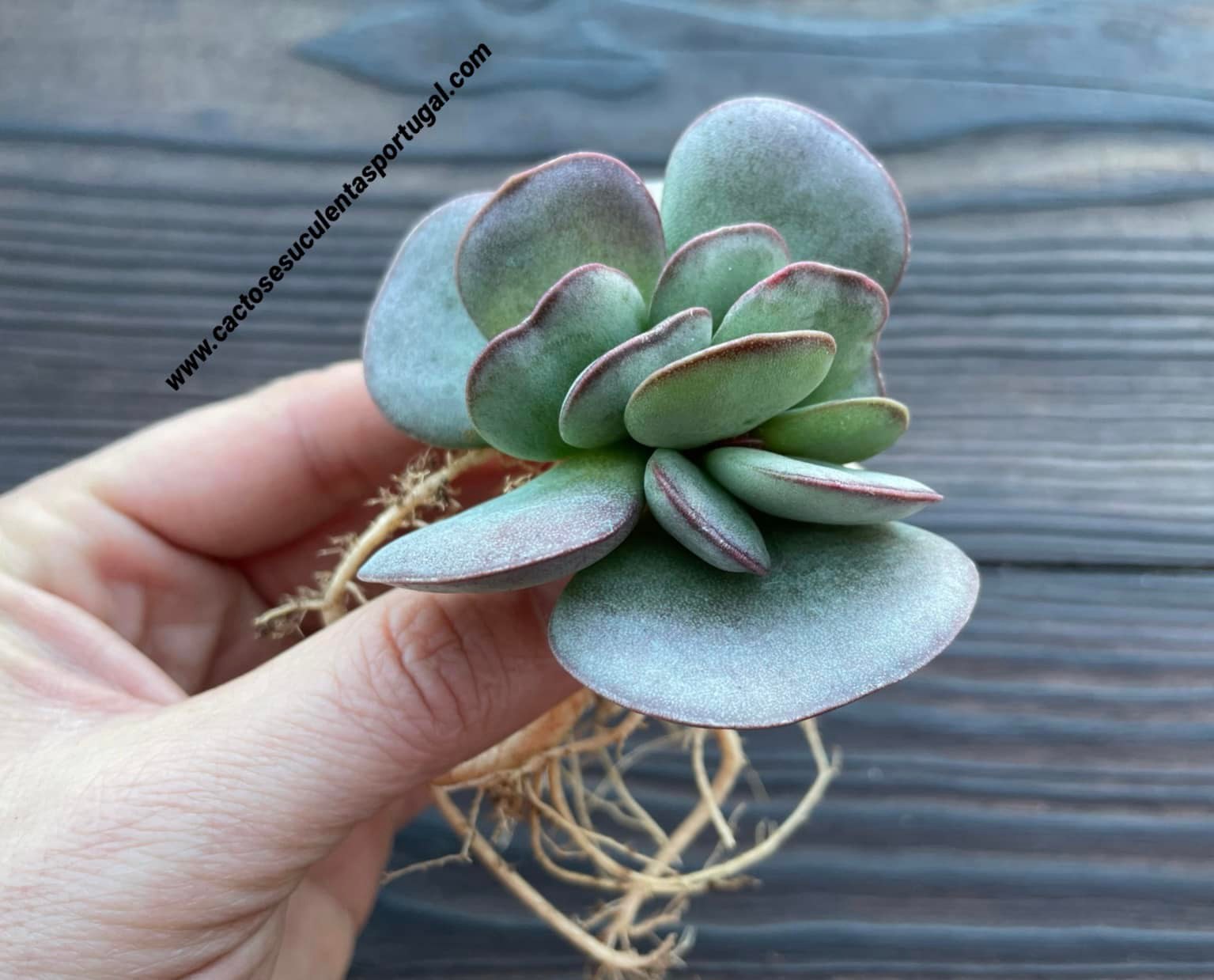 Adromischus maculatus x sculdtianus