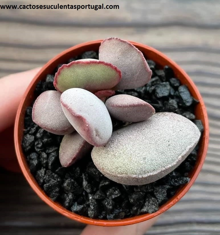 Adromischus marianae var. 'hallii pink'