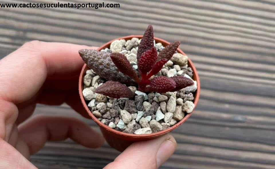 Adromischus marianiae 'Red Licorice'
