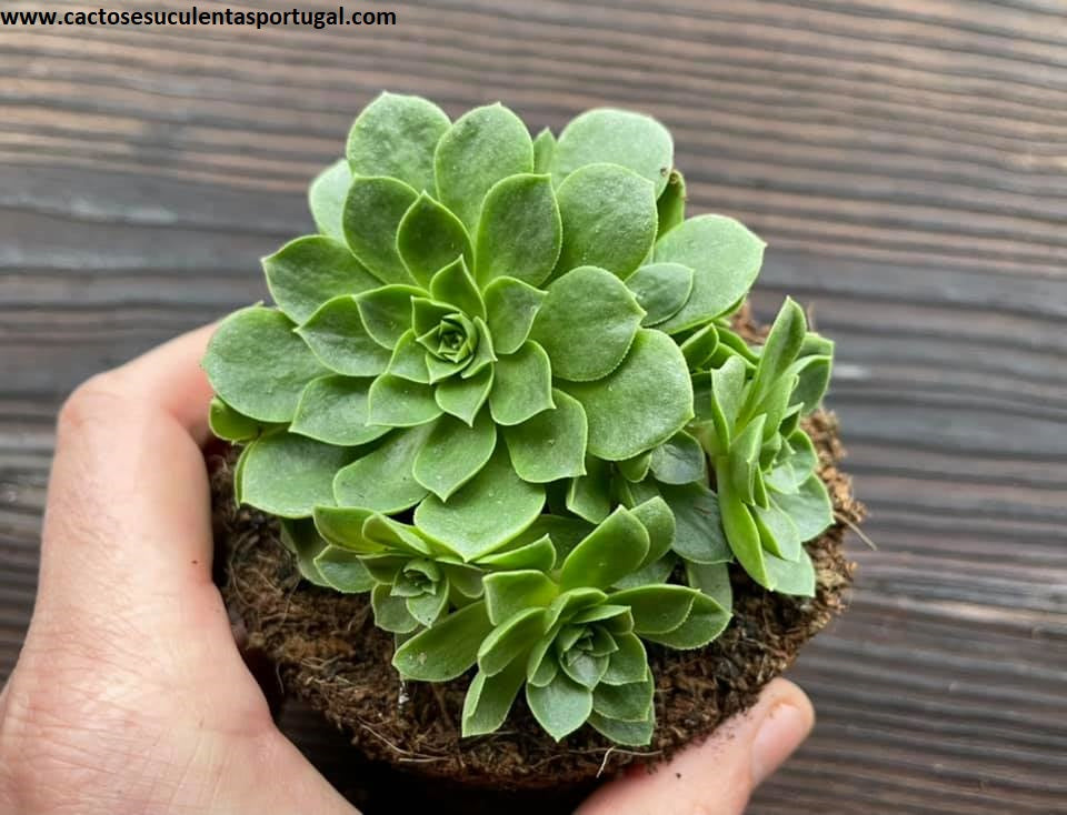 Aeonium Aizoon