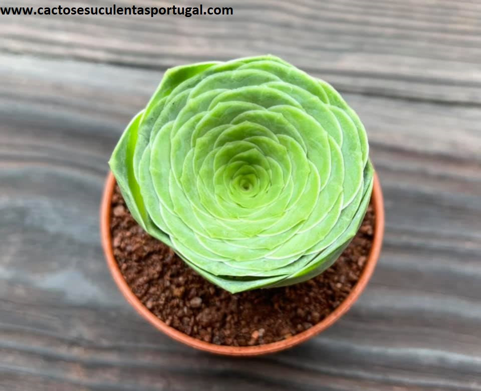 Aeonium Diplocycla Gomera 'Green Rose'