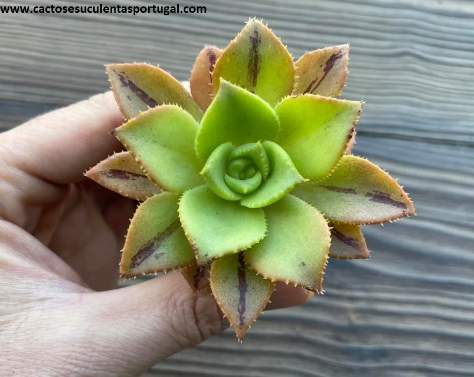 Aeonium Nobile x A. Leucoblepharum Yemen Type