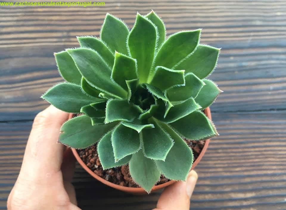 Aeonium Simsii